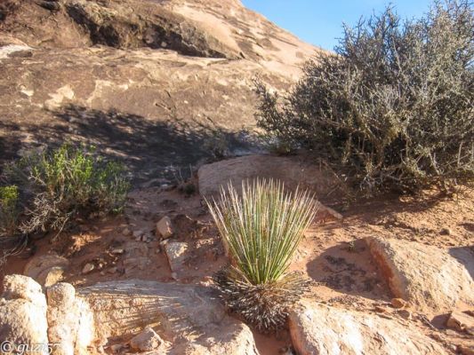 Sagebrush
