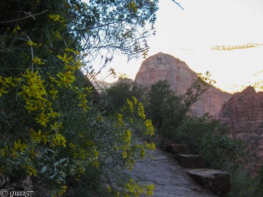 Observation Point Trail
