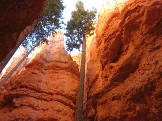 Bryce Tree
