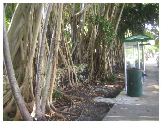 Trees on Brickell Av.
