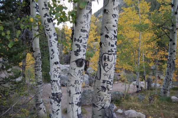 Aspen
