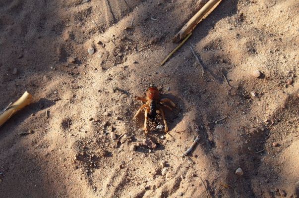 Spider
