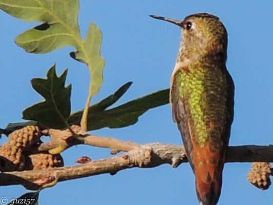 Humming Bird

