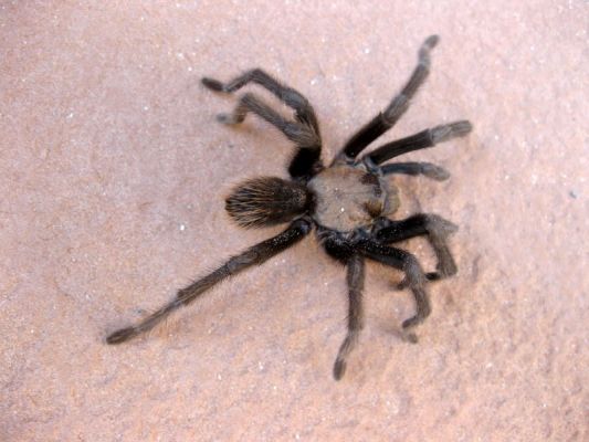 Tarantula
