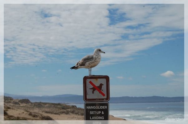 Möwe auf Schild
