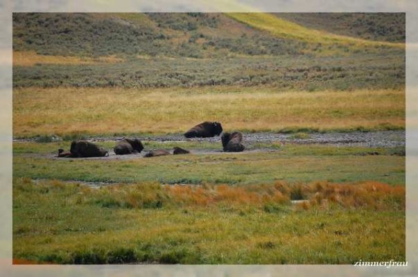 Bisons

