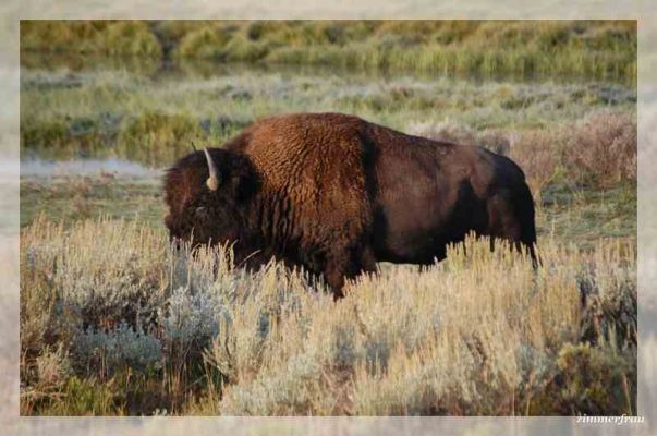 Bison
