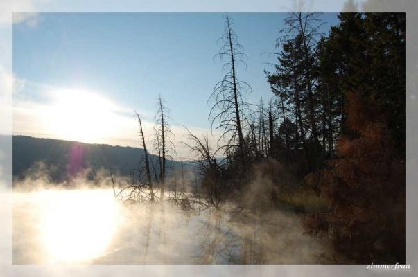 Canary Spring in der Morgensonne
