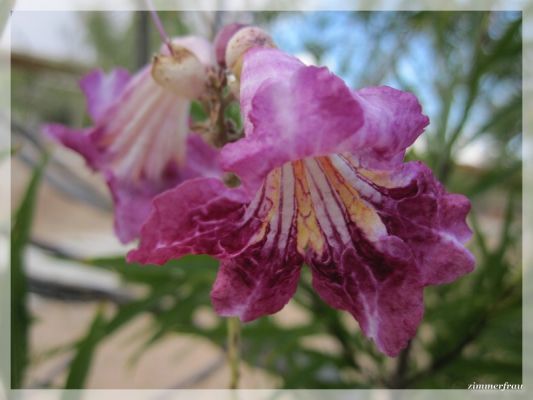 Blüte
