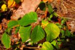 Poison Ivy