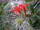 Clematis mit Rot