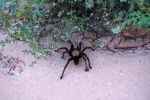 Tarantula