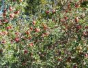 Apfelbaum