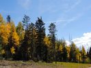 Herbstwald