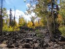 Herbstwald mit Basalt