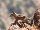 Chipmunk