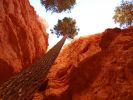 Navajo Loop Tree