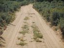 Sandy Road