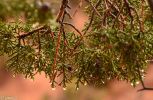 Tautropfen an Juniper