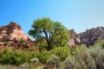 Lower Calf Creek Falls Trail