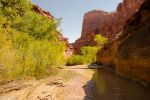 Coyote Gulch