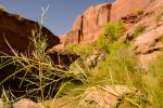 Coyote Gulch