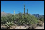 Saguarokakteen