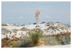 Gipsdunes