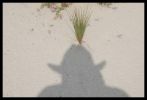 Schatten