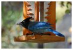 blauer Vogel