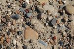 Unbekanntes Tierchen