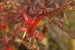 DSC_7785a.JPG