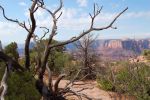 Canyonlands View