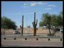 Saguarokakteen