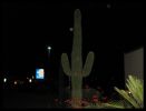 Saguarokaktus vor Motel 6