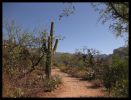 Sabino Canyon