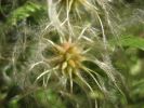 Clematis