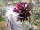 Distel
