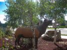 Falscher Wapiti