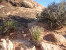 Sagebrush