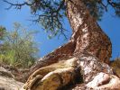 Nadelbaum am Canyonrand