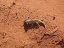 Kanibalensalamander