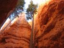 Bryce Tree