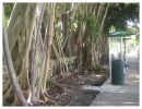 Trees on Brickell Av.