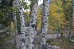 Aspen