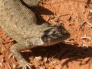 Lizzard_2010_10_020019Ixus.JPG