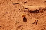Pilz im Sand