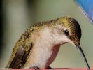 Humming Bird