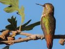Humming Bird