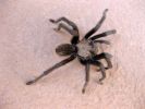 Tarantula_2010_10_020018Ixus.JPG